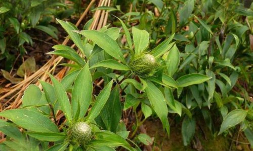 医用愈肤生物膜用完要洗掉吗-医用愈肤生物膜膏剂专区_医用愈肤生物膜有副作用么专区_药用愈膜网
